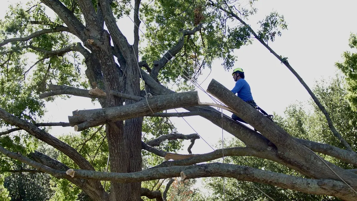 Professional Hazardous Tree Removal performed by certified arborists in Hansboro