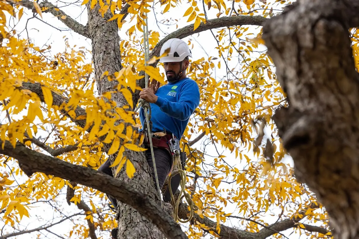 Skilled Tree Transplanting crew working in Hansboro