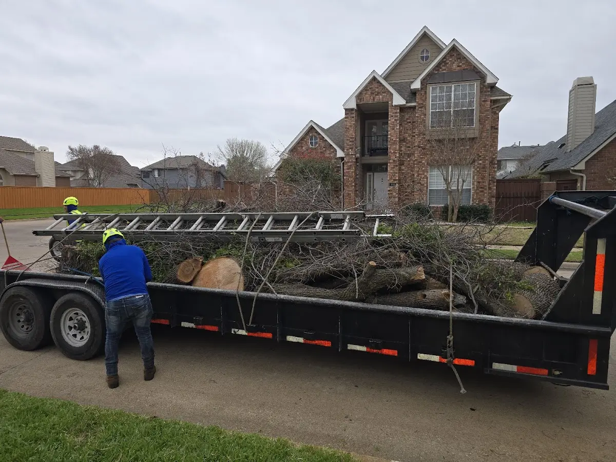Expert Deadwooding with proper safety equipment in Hansboro